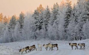 reindeer-lapland_1243138c-300x187